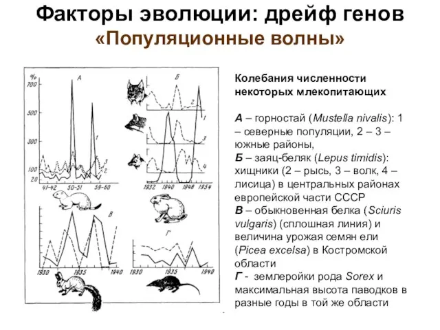 Факторы эволюции: дрейф генов «Популяционные волны» Колебания численности некоторых млекопитающих А