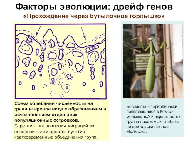 Факторы эволюции: дрейф генов «Прохождение через бутылочное горлышко» Схема колебаний численности