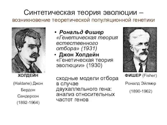 Синтетическая теория эволюции – возникновение теоретической популяционной генетики Рональд Фишер «Генетическая