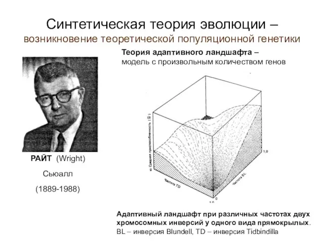 Синтетическая теория эволюции – возникновение теоретической популяционной генетики Теория адаптивного ландшафта