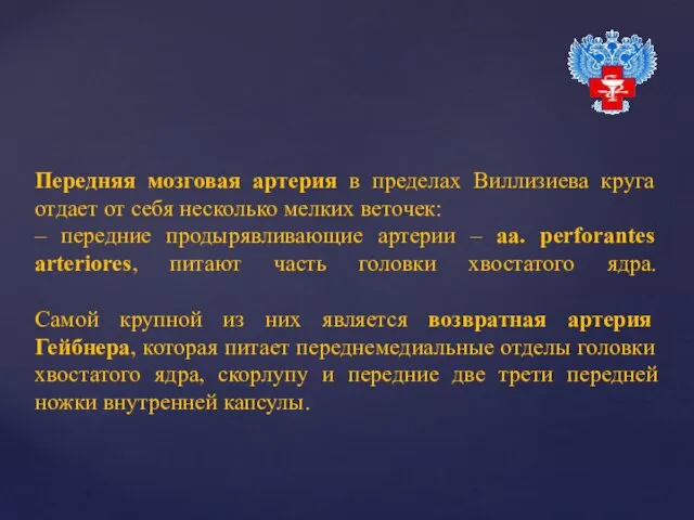 Передняя мозговая артерия в пределах Виллизиева круга отдает от себя несколько