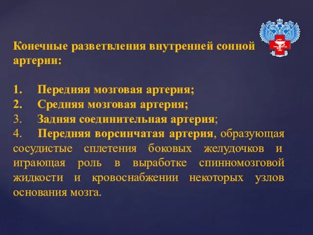 Конечные разветвления внутренней сонной артерии: 1. Передняя мозговая артерия; 2. Средняя