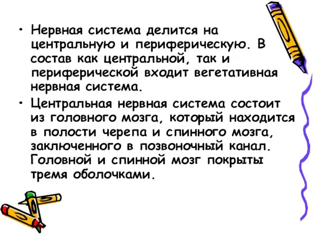 Нервная система делится на центральную и периферическую. В состав как центральной,