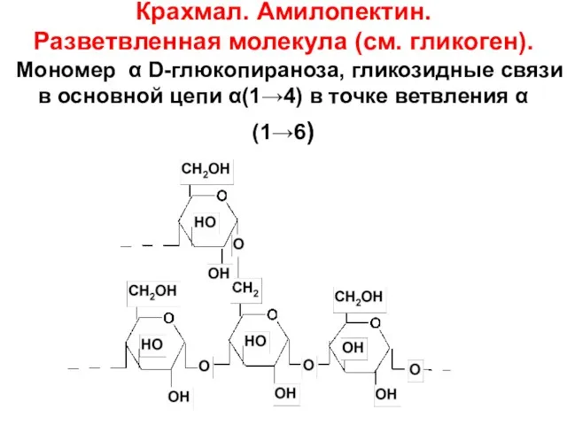 Крахмал. Амилопектин. Разветвленная молекула (см. гликоген). Мономер α D-глюкопираноза, гликозидные связи