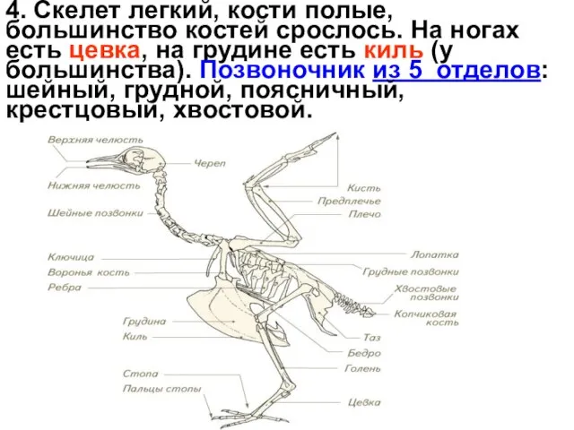 4. Скелет легкий, кости полые, большинство костей срослось. На ногах есть