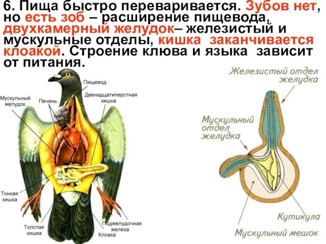 6. Пища быстро переваривается. Зубов нет, но есть зоб – расширение