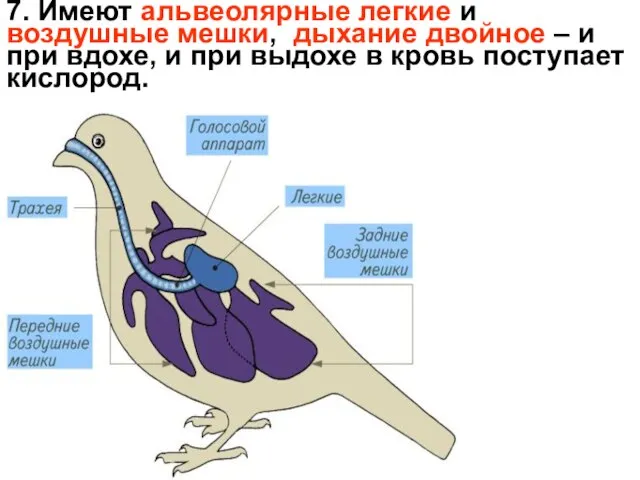 7. Имеют альвеолярные легкие и воздушные мешки, дыхание двойное – и