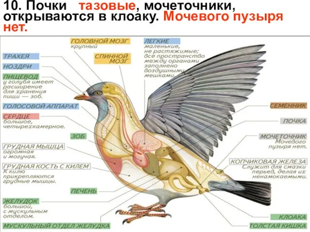 10. Почки тазовые, мочеточники, открываются в клоаку. Мочевого пузыря нет.