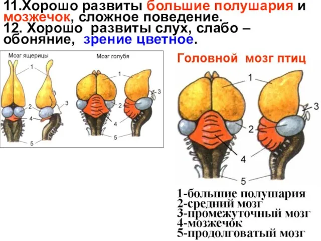 11.Хорошо развиты большие полушария и мозжечок, сложное поведение. 12. Хорошо развиты