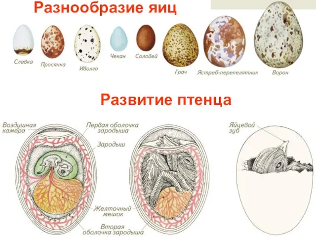 Разнообразие яиц Развитие птенца