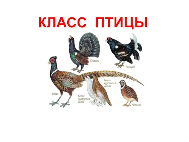 КЛАСС ПТИЦЫ