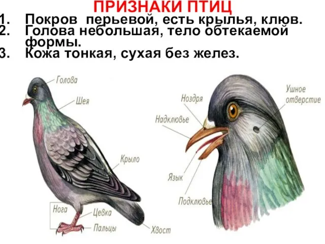 Покров перьевой, есть крылья, клюв. Голова небольшая, тело обтекаемой формы. Кожа