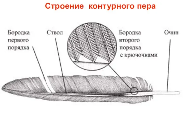 Строение контурного пера