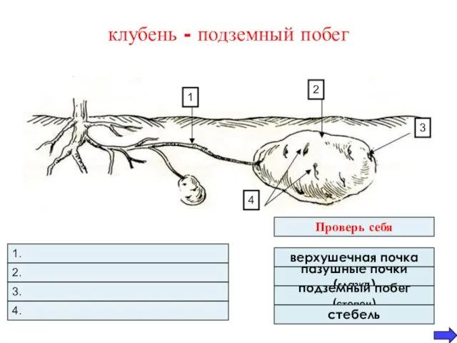 клубень - подземный побег 3. 4. 1. 2. Проверь себя верхушечная