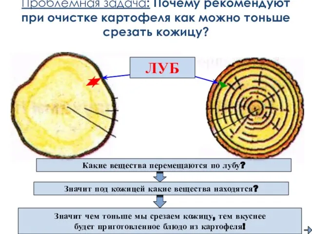 Проблемная задача: Почему рекомендуют при очистке картофеля как можно тоньше срезать