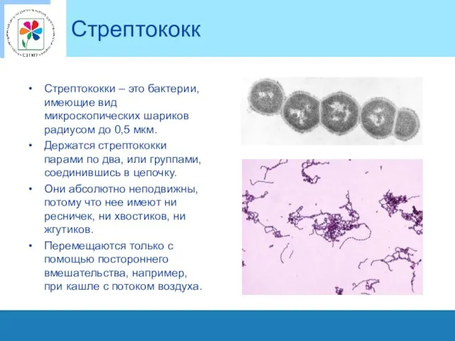 Стрептококк Стрептококки – это бактерии, имеющие вид микроскопических шариков радиусом до