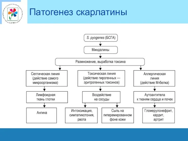 Патогенез скарлатины