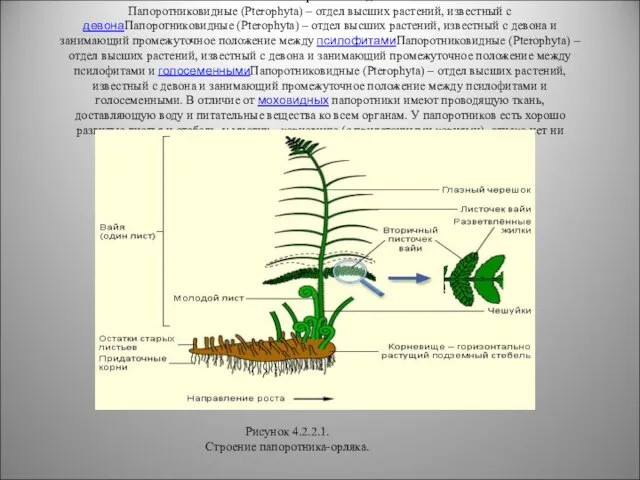 4.2.2. Папоротниковидные Папоротниковидные (Pterophyta) – отдел высших растений, известный с девонаПапоротниковидные