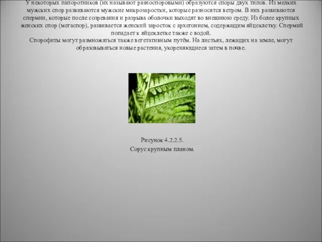 У некоторых папоротников (их называют разноспоровыми) образуются споры двух типов. Из