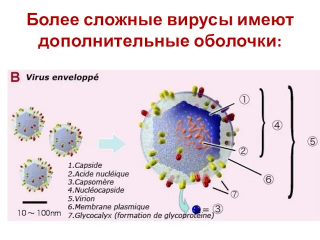 Более сложные вирусы имеют дополнительные оболочки: