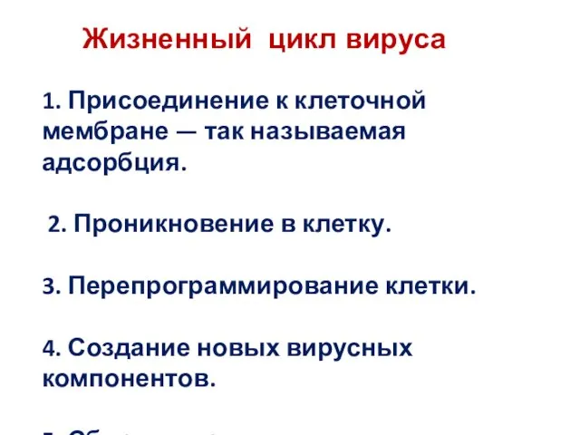 Жизненный цикл вируса 1. Присоединение к клеточной мембране — так называемая