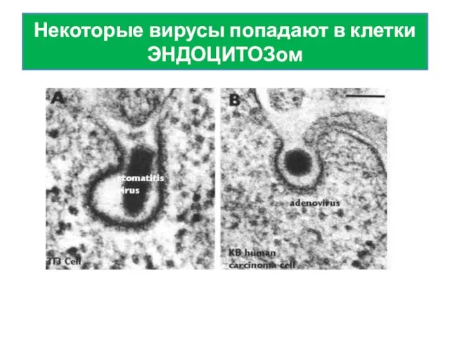 Некоторые вирусы попадают в клетки ЭНДОЦИТОЗом