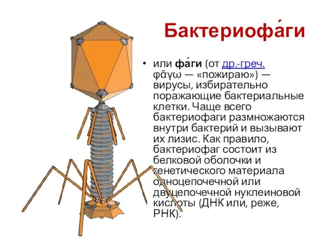 Бактериофа́ги или фа́ги (от др.-греч. φᾰγω — «пожираю») — вирусы, избирательно