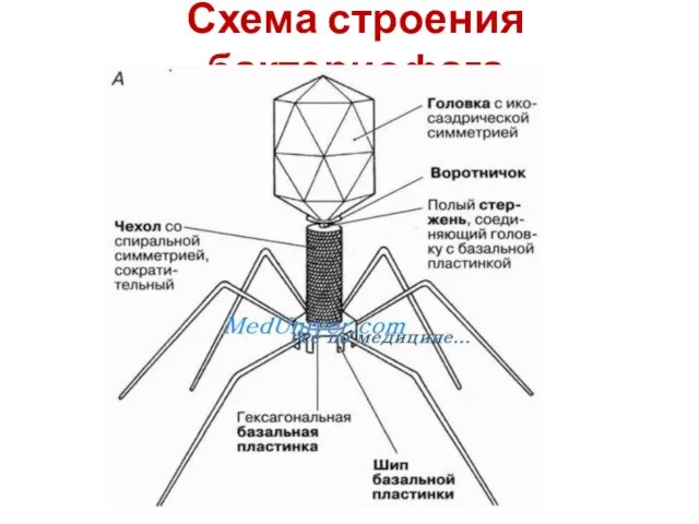 Схема строения бактериофага