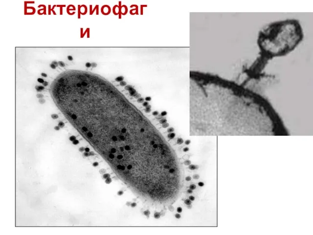 Бактериофаги