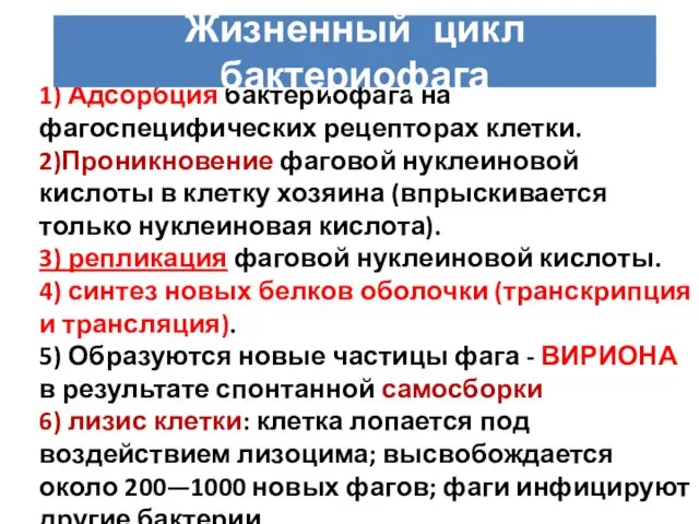 1) Адсорбция бактериофага на фагоспецифических рецепторах клетки. 2)Проникновение фаговой нуклеиновой кислоты