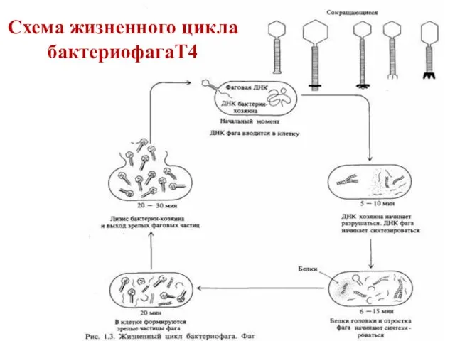 Схема жизненного цикла бактериофагаТ4