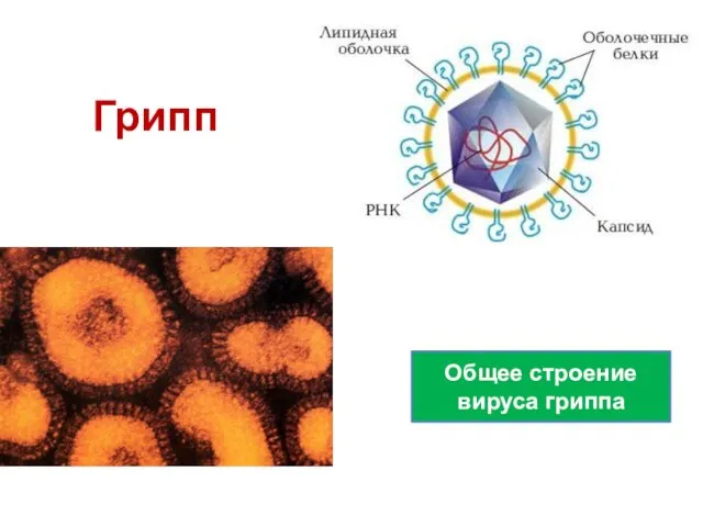 Грипп Общее строение вируса гриппа