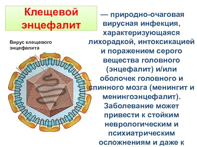 Клещевой энцефалит Вирус клещевого энцефалита — природно-очаговая вирусная инфекция, характеризующаяся лихорадкой,