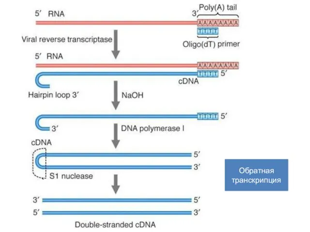 Обратная транскрипция