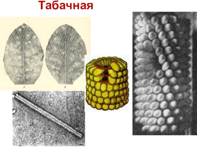 Табачная мозаика