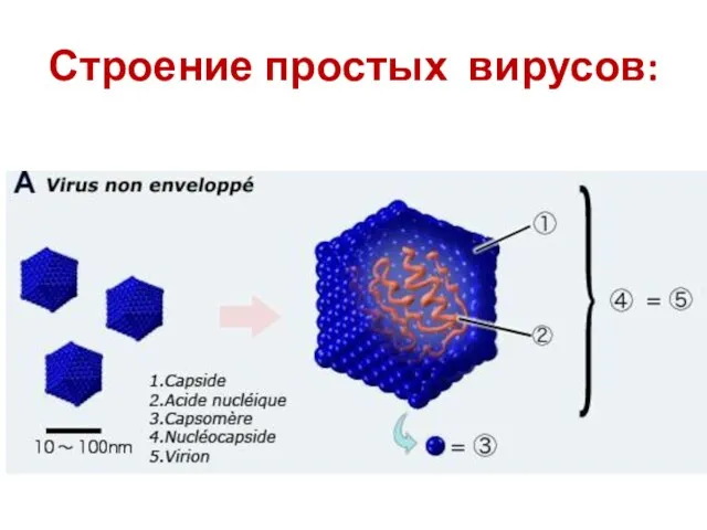 Строение простых вирусов: