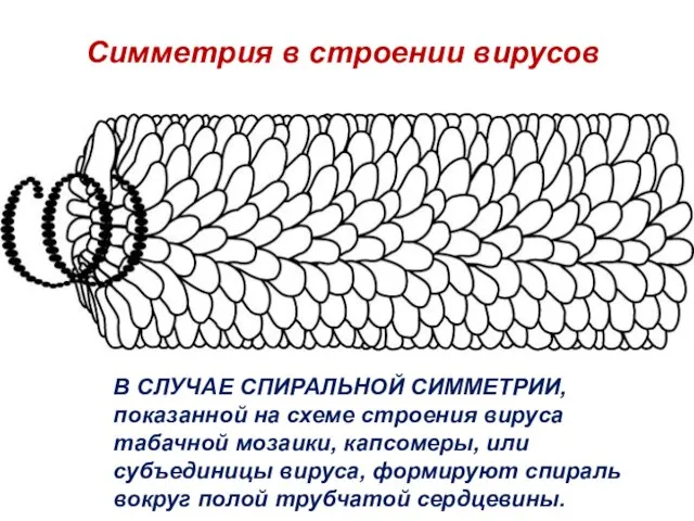 В СЛУЧАЕ СПИРАЛЬНОЙ СИММЕТРИИ, показанной на схеме строения вируса табачной мозаики,