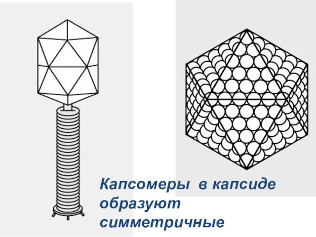 Капсомеры в капсиде образуют симметричные структуры