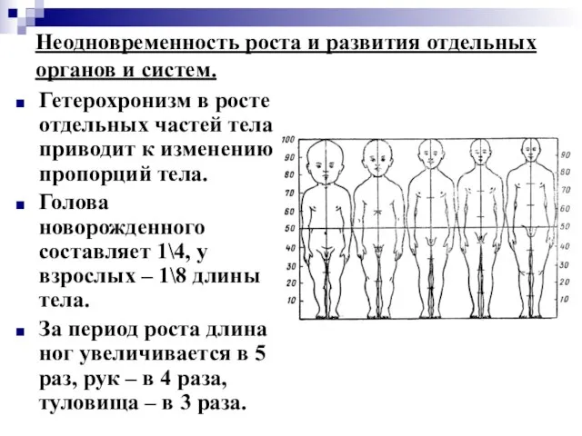 Неодновременность роста и развития отдельных органов и систем. Гетерохронизм в росте