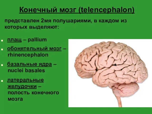 Конечный мозг (telencephalon) представлен 2мя полушариями, в каждом из которых выделяют: