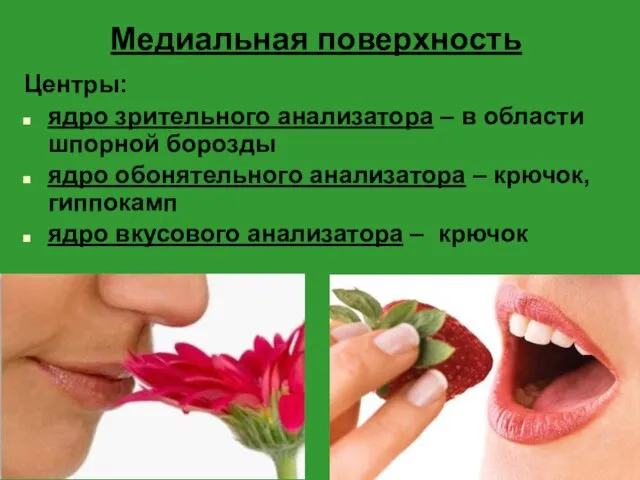 Медиальная поверхность Центры: ядро зрительного анализатора – в области шпорной борозды