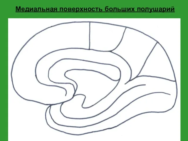 Медиальная поверхность больших полушарий