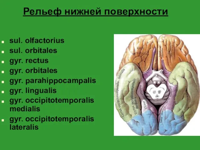 Рельеф нижней поверхности sul. olfactorius sul. orbitales gyr. rectus gyr. orbitales