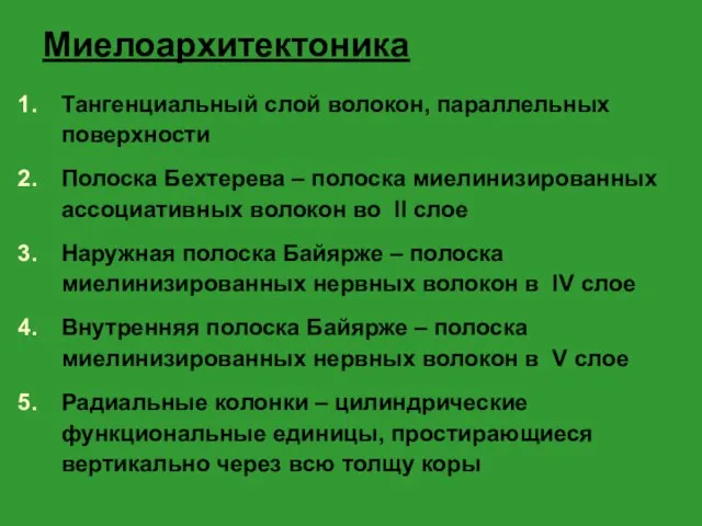 Миелоархитектоника Тангенциальный слой волокон, параллельных поверхности Полоска Бехтерева – полоска миелинизированных