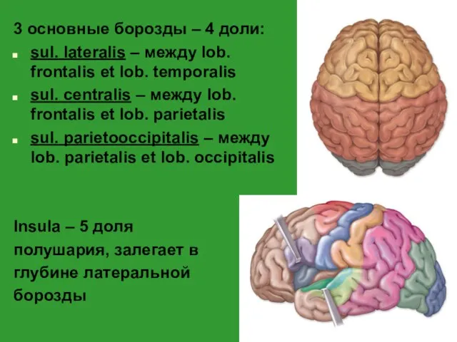 3 основные борозды – 4 доли: sul. lateralis – между lob.