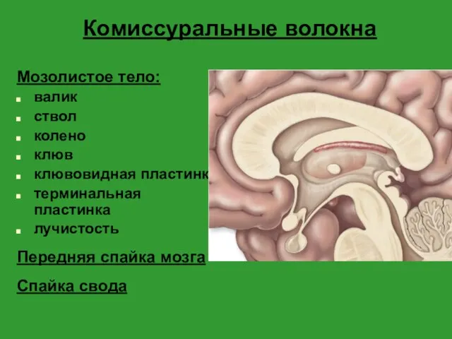 Комиссуральные волокна Мозолистое тело: валик ствол колено клюв клювовидная пластинка терминальная