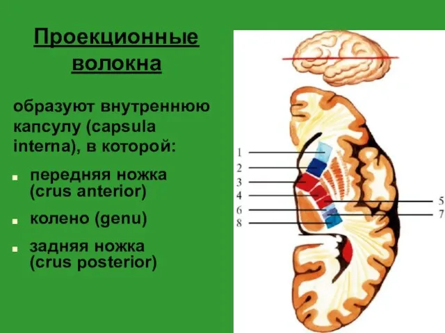 Проекционные волокна образуют внутреннюю капсулу (capsula interna), в которой: передняя ножка
