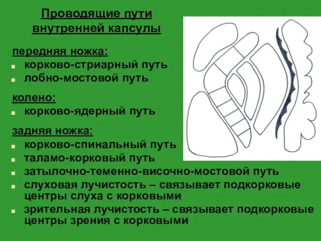 Проводящие пути внутренней капсулы передняя ножка: корково-стриарный путь лобно-мостовой путь колено: