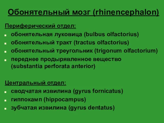 Обонятельный мозг (rhinencephalon) Периферический отдел: обонятельная луковица (bulbus olfactorius) обонятельный тракт