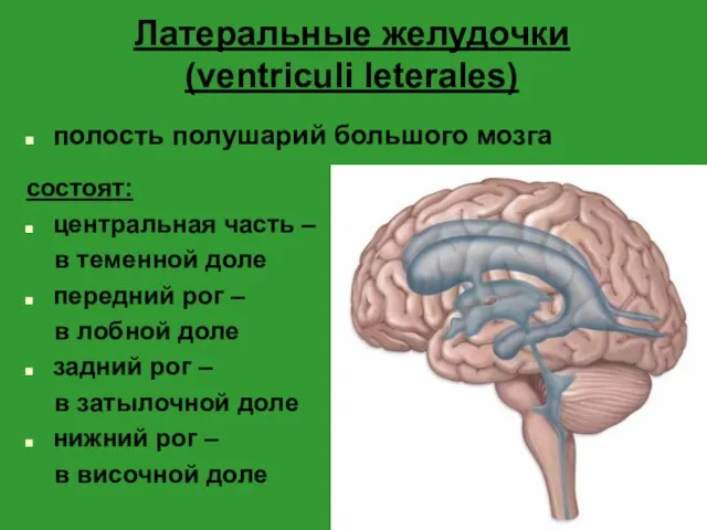 Латеральные желудочки (ventriculi leterales) полость полушарий большого мозга состоят: центральная часть